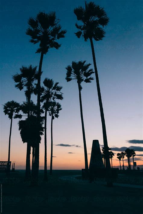 Palm Trees On Beach Seafront Promenade At Sunset Venice Beach Los