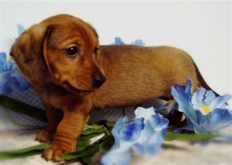 I am, just what you need. Mini Dachshunds In Ohio from Diamant's - Boys - Puppies ...