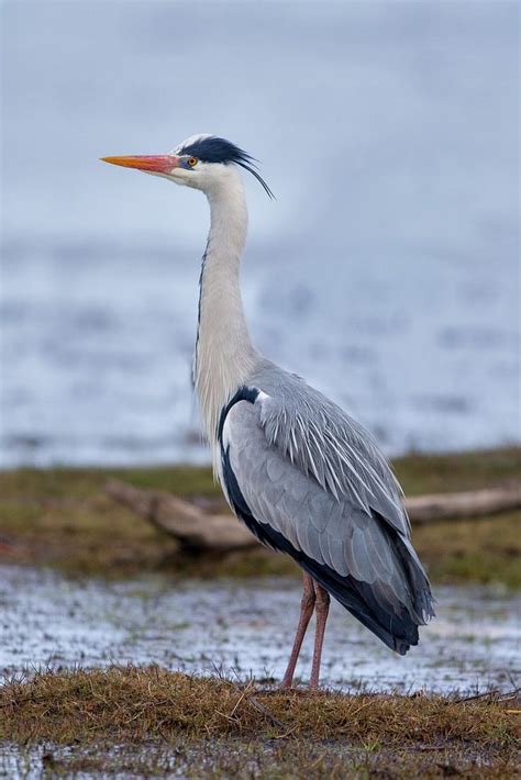 7 Types Of Herons Found In Maine Nature Blog Network