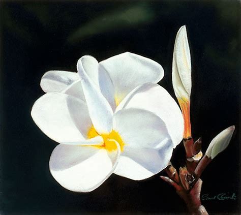 Flower Pastel Paintings Paul Riccardi Photography And Art