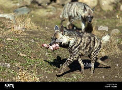 Running Striped Hyena Hyaena Hyaena With Flesh In Mouth Stock Photo