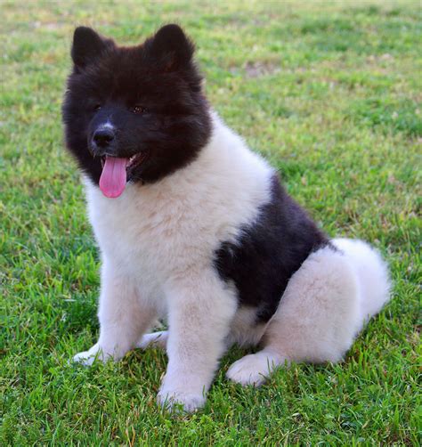 They have thick strong double coated body which will help this dog breed to survive any serious weather condition. Akita Puppies Picture Utah - Dog Breeders Guide