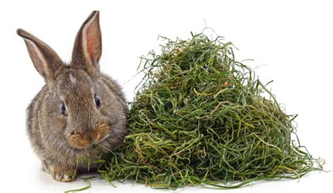 Timothy Hay For Rabbits Giving Your Pet The Best Usa Rabbit Breeders