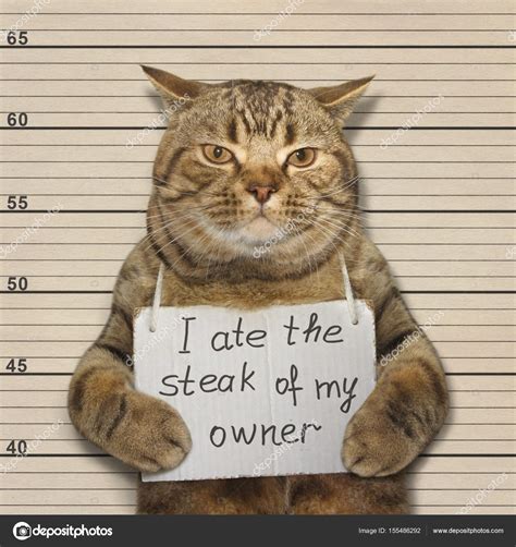 Bad Cat Ate Steak — Stock Photo © Iridi 155486292