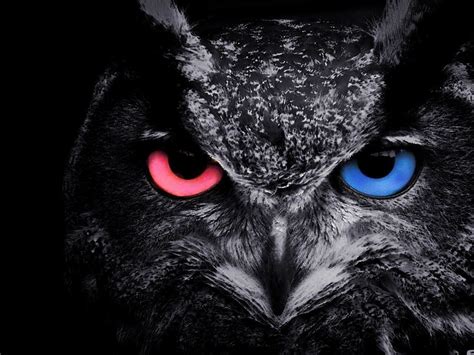 Black Owl Wallpapers Wallpaper Cave