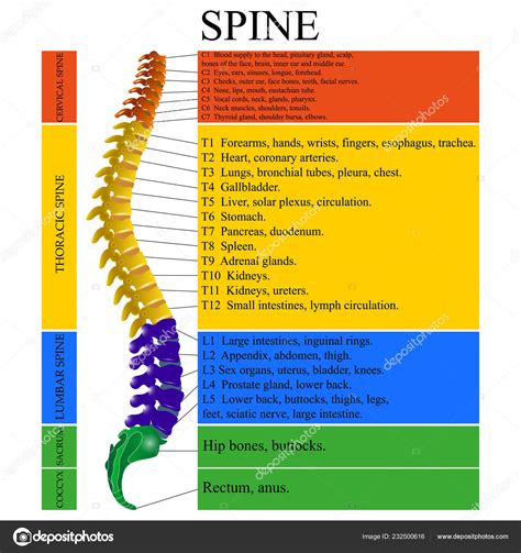 Diagram Human Spine Name Description All Sections Vertebrae Vector