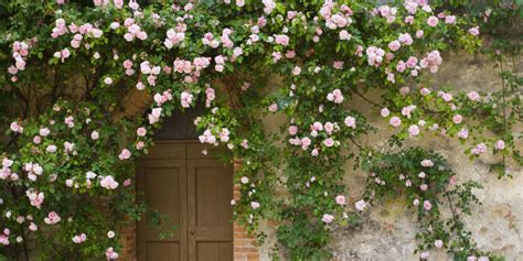The horses would step on them, puncture their hoofs, and fall down. The Four Types of Vines and Climbing Plants - My Gardening ...