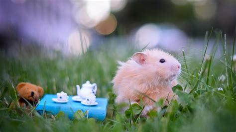 Free Download Hamster Wallpapers Hd Wallpapers Early 1600x1067 For