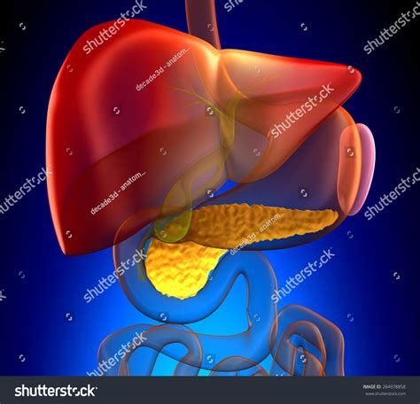 Pancreas Cross Section Real Human Anatomy Stock Illustration 284978858