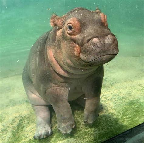 This Adorable Baby Hippo Rpics
