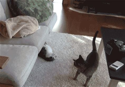 Cat Slides Out From Underneath Couch | Gifrific