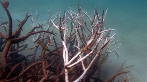 Can Super Coral Save The Great Barrier Reef Bbc News