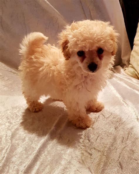 Well Developed Toy Poodle Puppies Available For Good Homes 0488875577