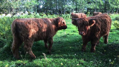 Scottish Highland Cattle In Finland Big Calves Youtube