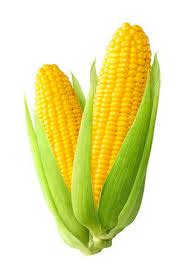 Yellow Corn Animal Feed Exporters in Yamunanagar Haryana India by