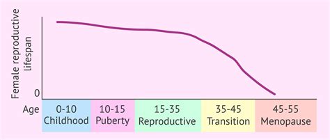 Female Reproductive Lifespan Graph