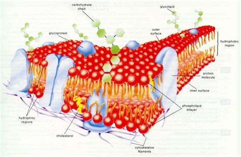 Glycolipids In Cell Membrane