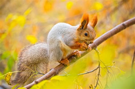 See also our other wallpapers. Squirrel in the autumn forest wallpapers and images ...