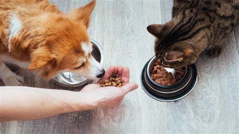 Alimento Para Mascotas ¿qué Tipos Existen El Pet Shop Comida