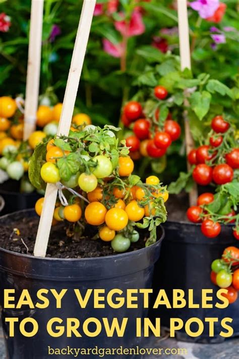 5 Easy Vegetables To Grow In Pots Great For Small Spaces