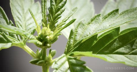 The spider got it's name black widow spider because the female usually females black widows eat male black widows after they mate, sometimes the male brings the female a present like a insect so the female does not. Male Cannabis Plants: 7 Things to do With Males - Sensi Seeds