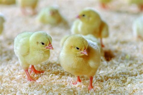 Cara Membedakan Anak Ayam Jantan Dan Betina Podomoro Feedmill