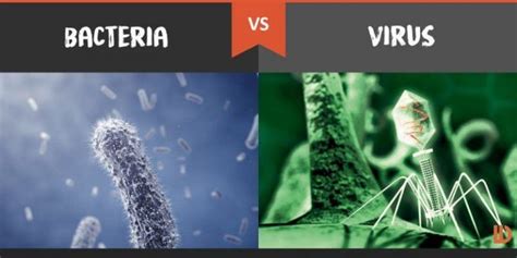 Diferencia Entre Virus Y Bacteria Diferenciando