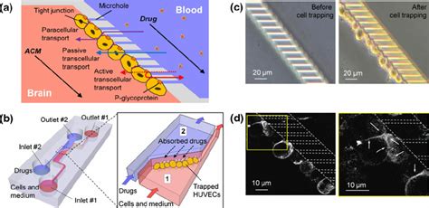 Device Concept Of A Microfluidic Device For The Blood Brain Barrier