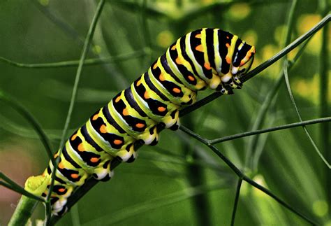 Colorful Caterpillar 004 Photograph By George Bostian Fine Art America