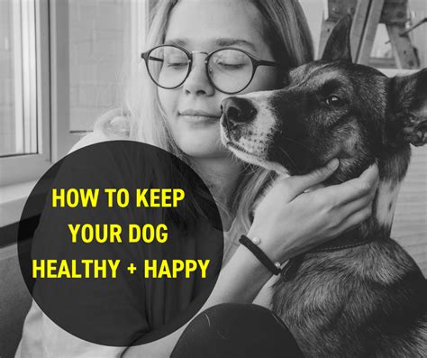 Secrets To Keeping Your Dog Healthy And Happy