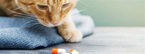 Illicit Drugs What Veterinary Nurses Need To Know Todays Veterinary Nurse