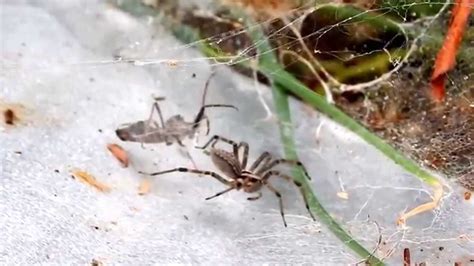 Assassin Bug Vs Spider Youtube