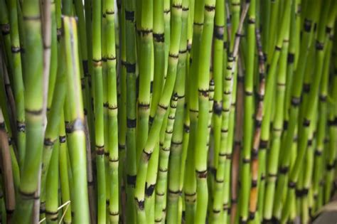 Bamboo Like Plants List Of Similar Plants