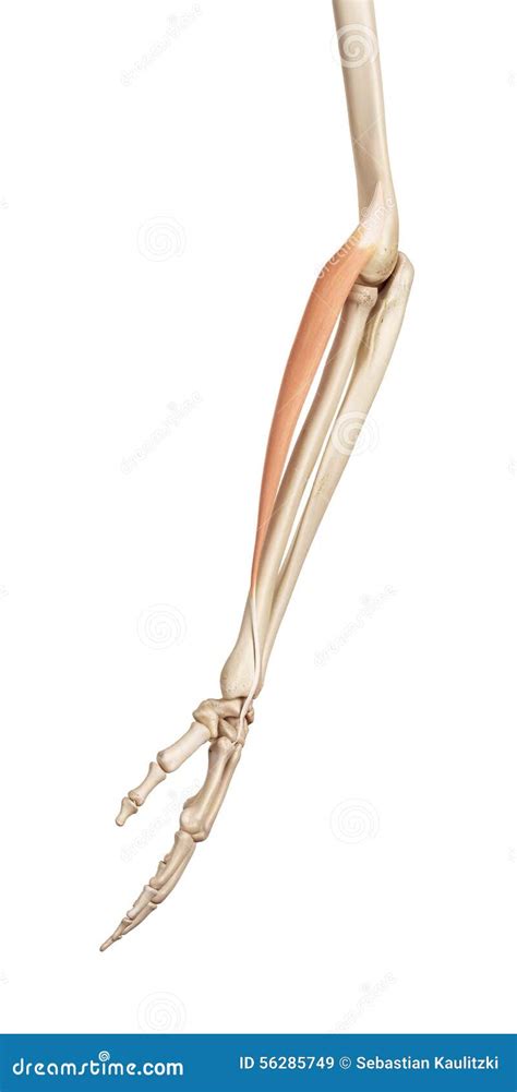 The Extensor Carpi Radialis Longus Stock Illustration Illustration Of