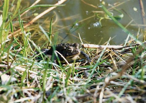 Michigan Toads In The Pond Bernadetteann Flickr