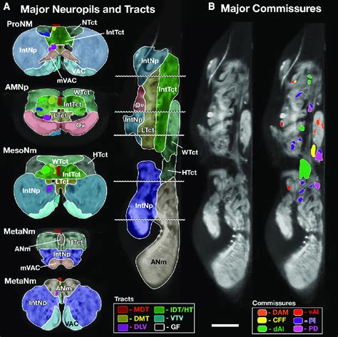 Major Neuropils Tracts And Commissures Of The Vnc A Major Neuropils
