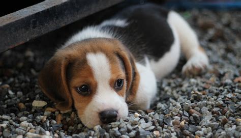 Tri Colored Beagle Puppy Lying On Rocky Area On Focus Photo Hd