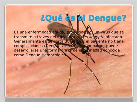 Qué Es El Dengue