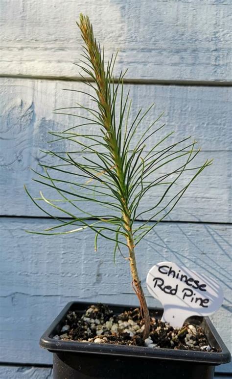 Pinus Tabuliformis 油松 Chinese Red Pine Description