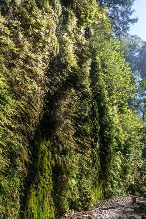 Beautiful Fern Canyon At The California West Coast Redwood National