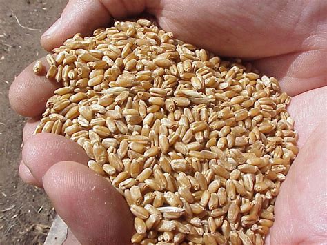Trigo Duro Harina Perú Importación 2016 - Agrodataperu