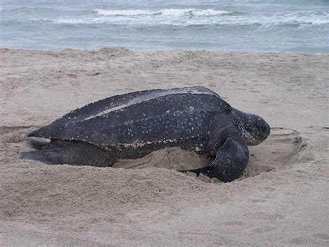 Episode 225 The Massive Leatherback Sea Turtle All Creatures Podcast