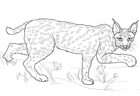 Iberian Lynx Coloring Page Colouringpages