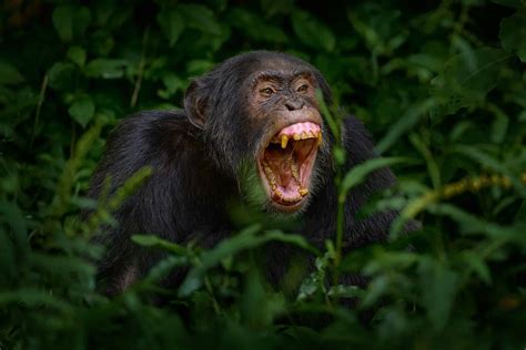 How Strong Are Chimpanzees? Strength Compared to Humans and Other