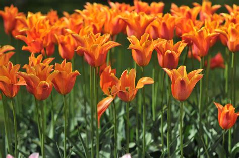 35 Types Of Orange Flowers Identification Photos