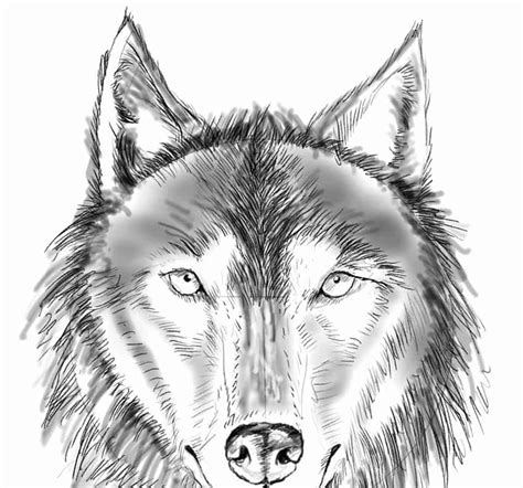 Aggregate More Than 81 Wolf Sketch Easy Latest Vn