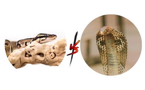 King Cobra Vs Python Can A King Cobra Eat A Python