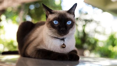 100 Best Siamese Cat Names Female And Male Pawsome Kitty