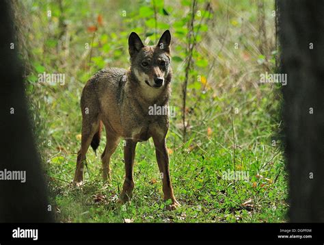 Italian Wolf Canis Lupus Italicus Canidae Abruzzo National Park