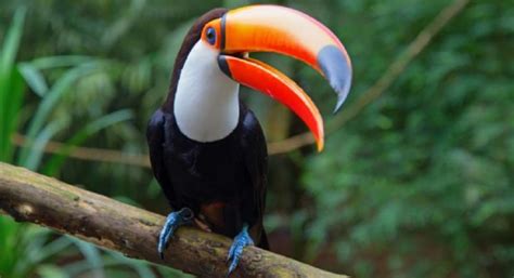 Jungle animals list examples and characteristics